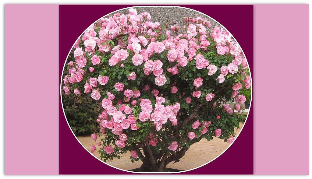 Pink Rose bush. by grace55