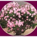 Pink Rose bush. by grace55