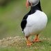 PLUMP PUFFIN by markp
