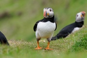 15th Jun 2019 - PUZZLED PUFFIN
