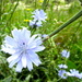 Blue Flowers by davemockford