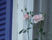 26th Jun 2019 - I Have Roses!
