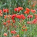 A field of poppies by rosiekind