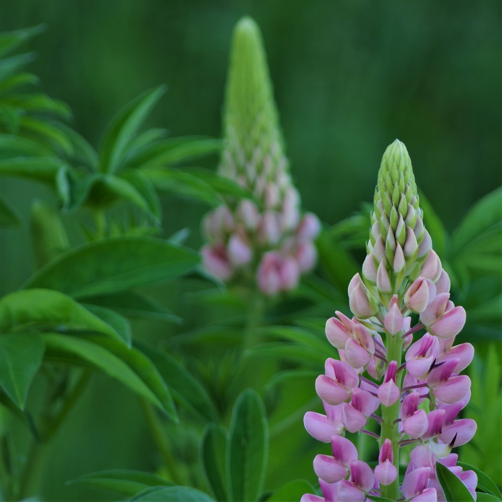 Lupines  by radiogirl