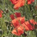 Poppies in the Breeze by helenhall