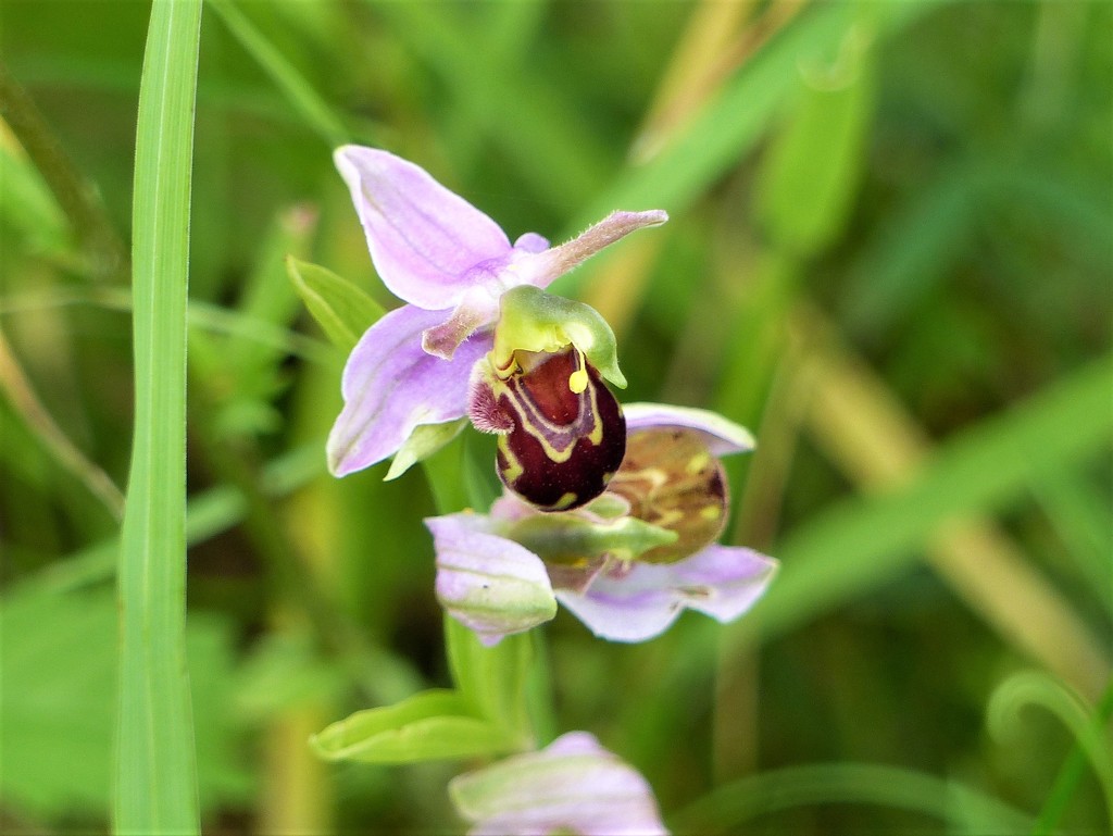   Bee Orchid  by susiemc