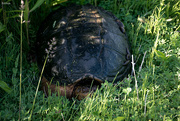 24th Jun 2019 - Snapping turtle