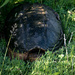 Snapping turtle by novab