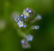 26th Jun 2019 - Don't forget the forget-me-not