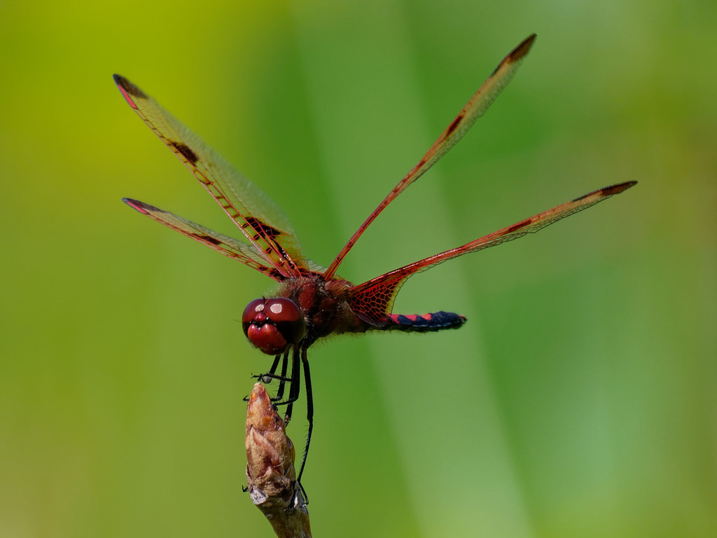 Red saddlebags dragonfly by rminer