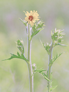 26th Jun 2019 - sunflower cross process