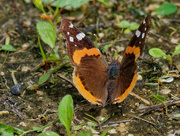 26th Jun 2019 - Red admiral butterfly