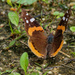 Red admiral butterfly by rminer