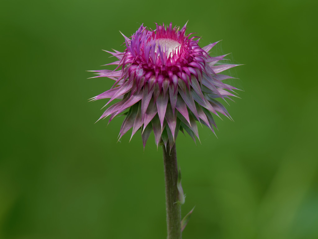 thistle by rminer