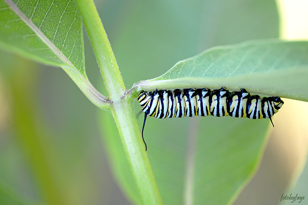 Monarch Caterpillar by fayefaye
