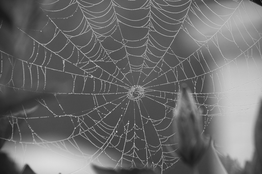 "There's a web like a spider's web" by randystreat