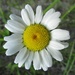 Daisy by julie