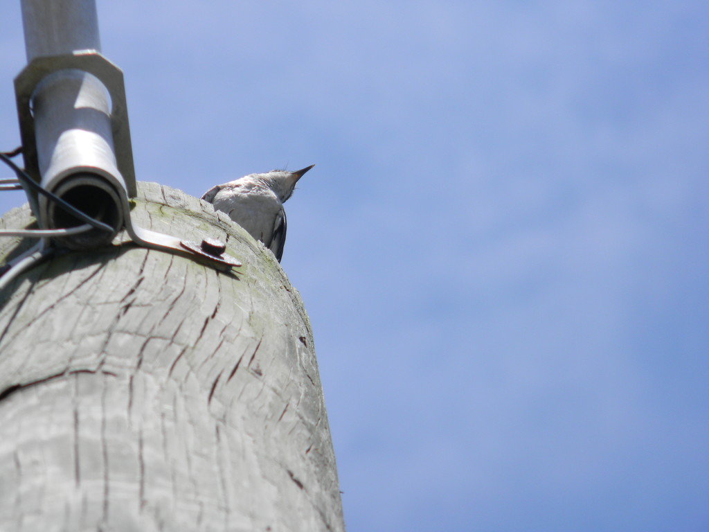Bird on Utility Pole  by sfeldphotos