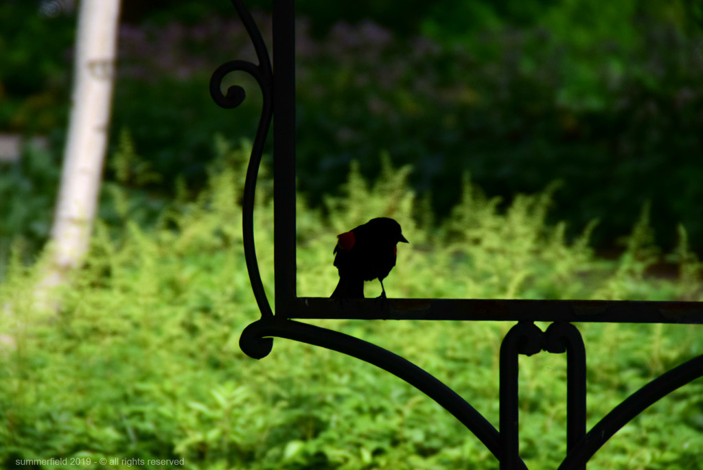 blackbird sings at the music garden by summerfield