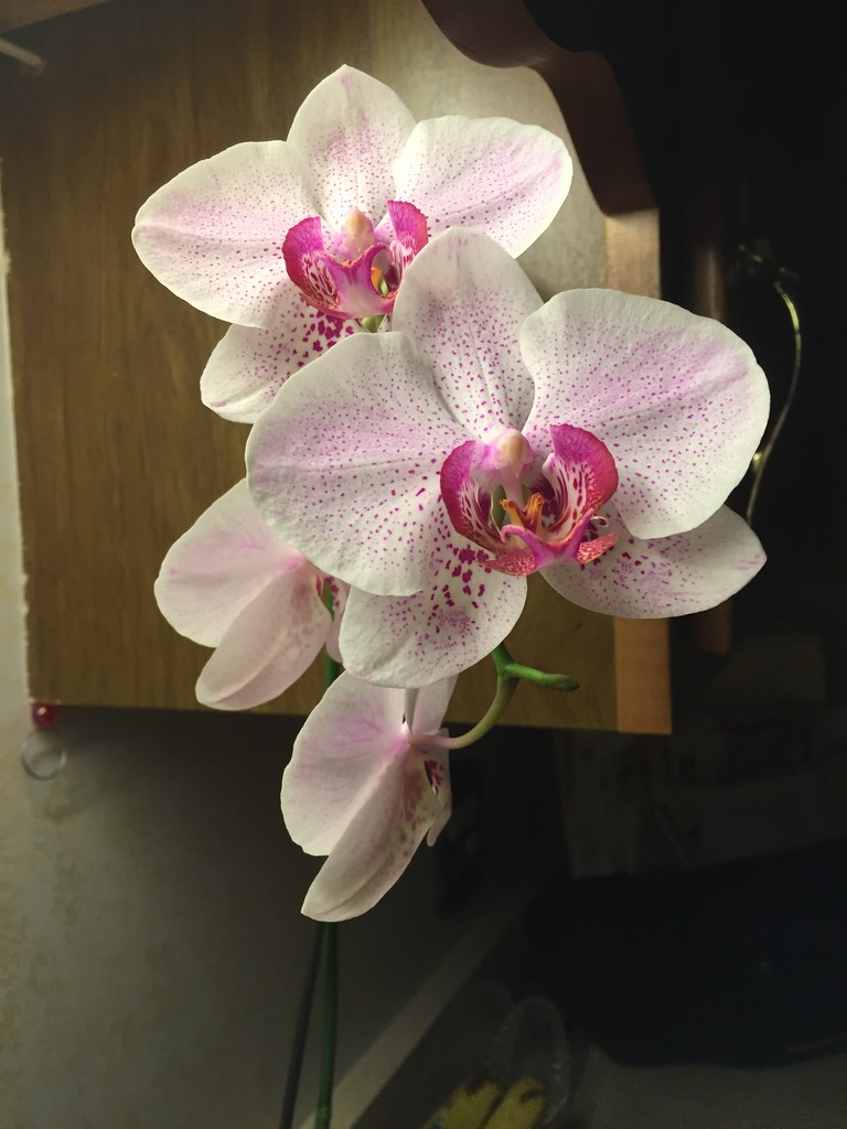 My dad’s orchid is blooming  by kchuk