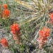 Indian Paintbrush by harbie