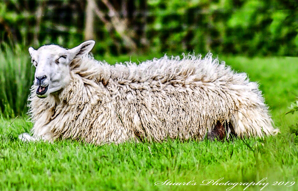 Feeling sheepish  by stuart46