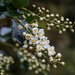 Chokecherry  by lindasees