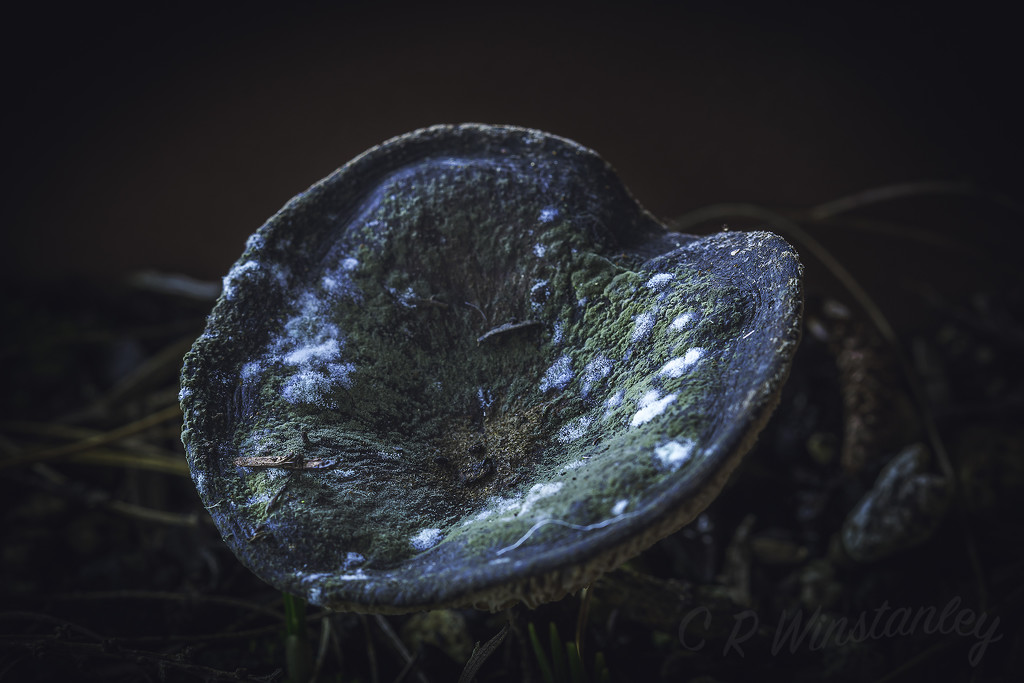 Mould on Fungi by kipper1951