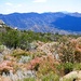 Blooming Desert Hike by janeandcharlie