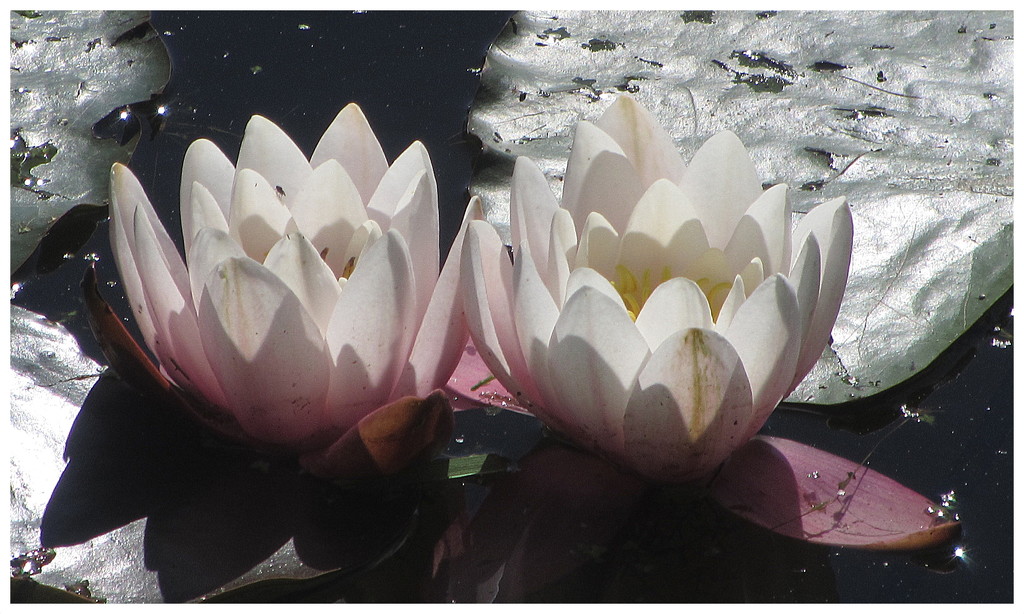 Beautiful water lilies. by grace55