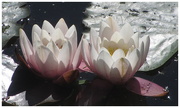 27th Jun 2019 - Beautiful water lilies.