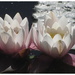 Beautiful water lilies. by grace55