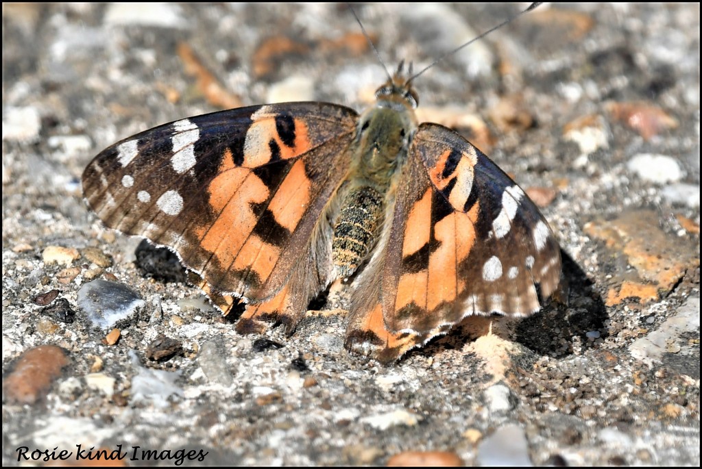 Painted Lady by rosiekind