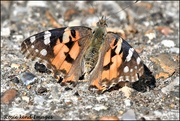 27th Jun 2019 - Painted Lady