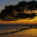 Tree Frames the Sunset at Harbor Vista by jgpittenger