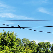 27th Jun 2019 - Bird On A Wire