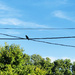 Bird On A Wire by yogiw