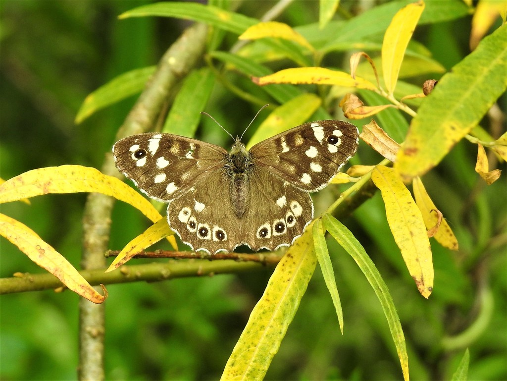  Speckled Wood by susiemc