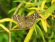 27th Jun 2019 -  Speckled Wood