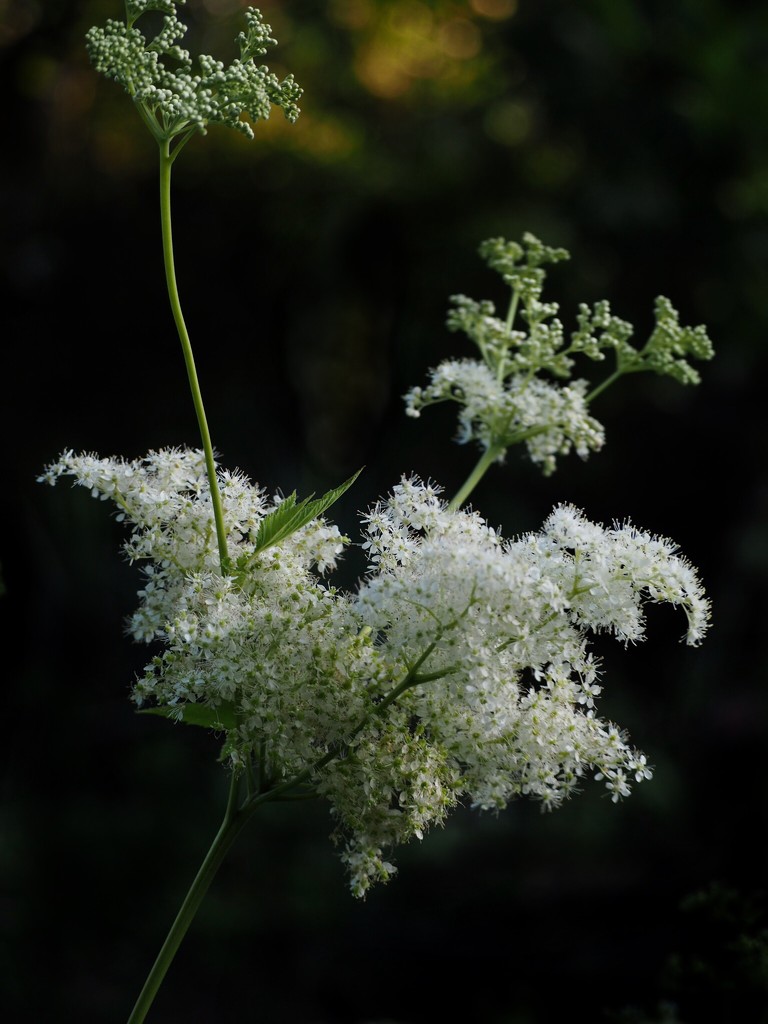 Meadowsweet by jacqbb