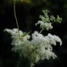 Meadowsweet by jacqbb
