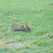 Rabbit in Front Yard by sfeldphotos