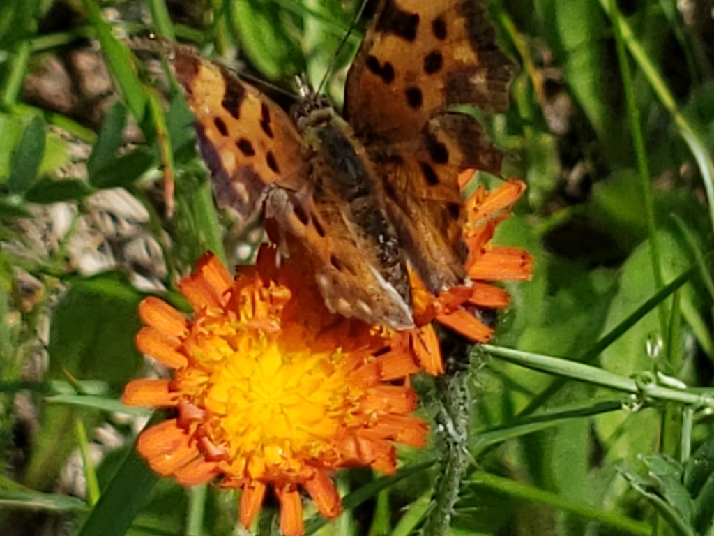 Fiery Flower and Butterfly by waltzingmarie