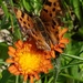 Fiery Flower and Butterfly by waltzingmarie