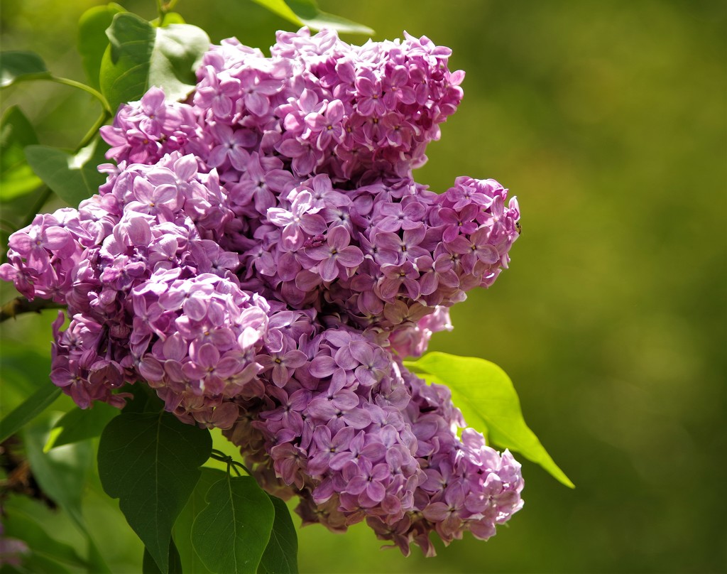 My Lilacs by radiogirl