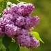 My Lilacs by radiogirl