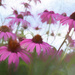 Coneflowers by lstasel