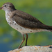 spotted sandpiper closeup by rminer
