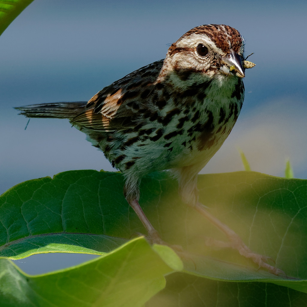song sparrow bug closeup by rminer