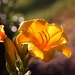 Day 178:  Flower And Late Day Bokeh by sheilalorson